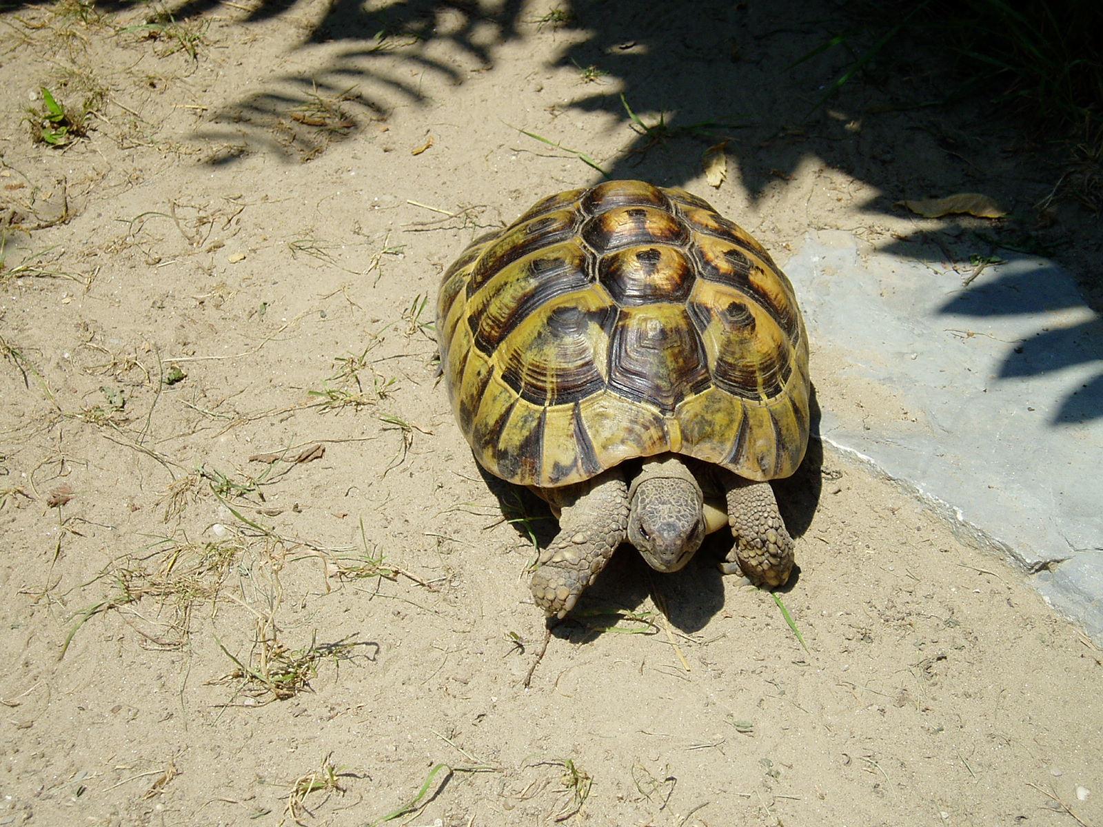testudo-hermanni1