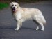 Golden+Retriever_3901
